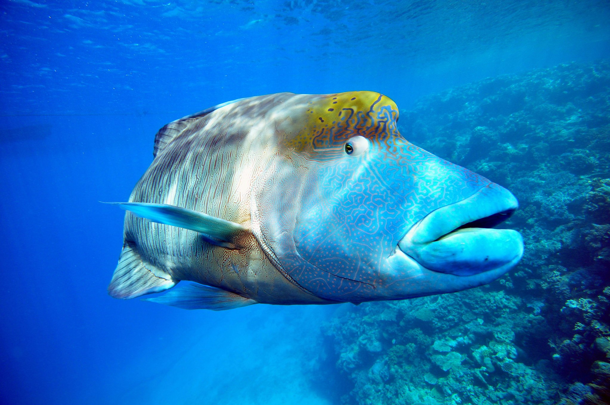 a large wrasse swimming in the ocean
