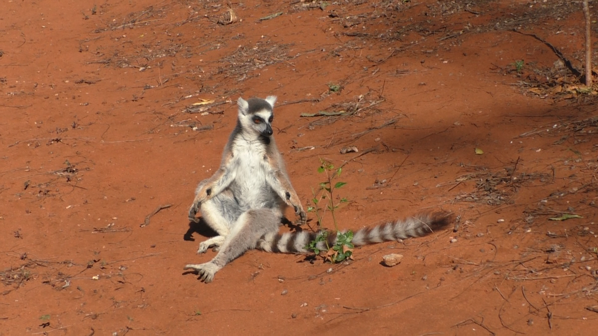 Male ring-tailed lemur showing antebrachial (wrist) glands