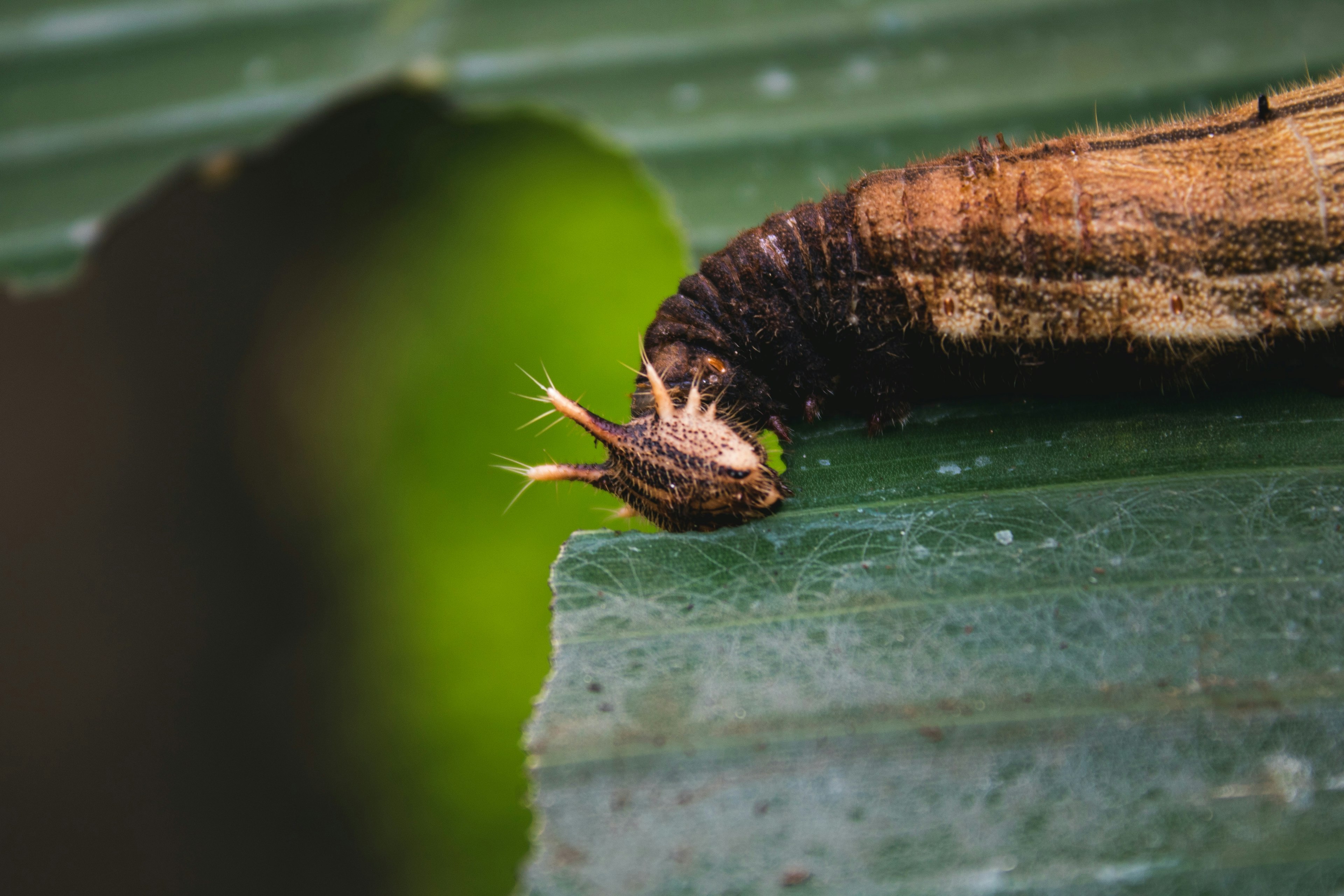 a caterpillar eating the leaf it is resting on