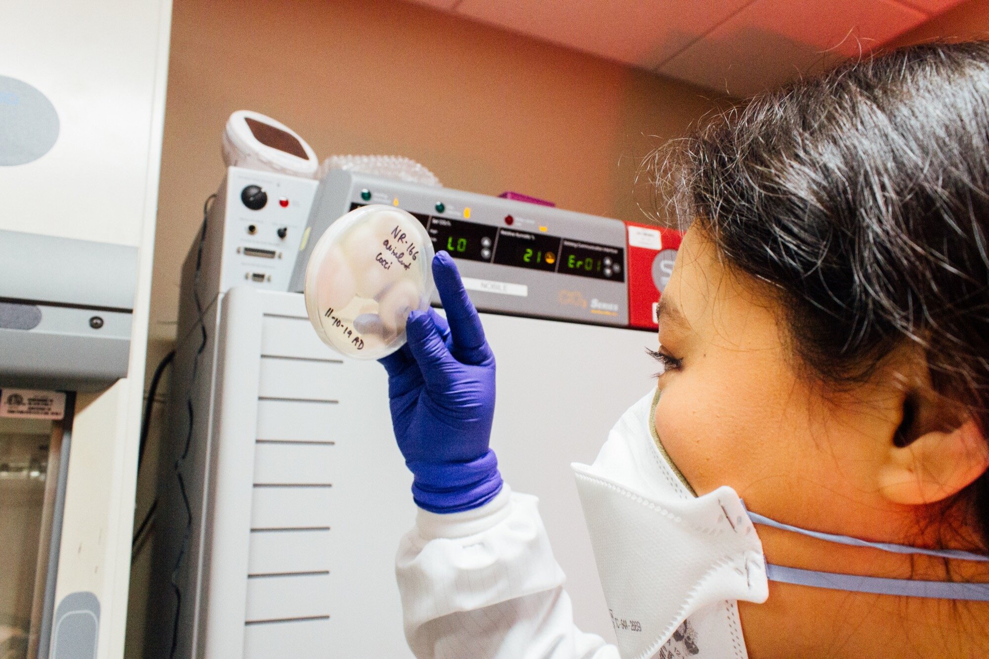 A scientist holds a culture of Coccidioides up to the light.