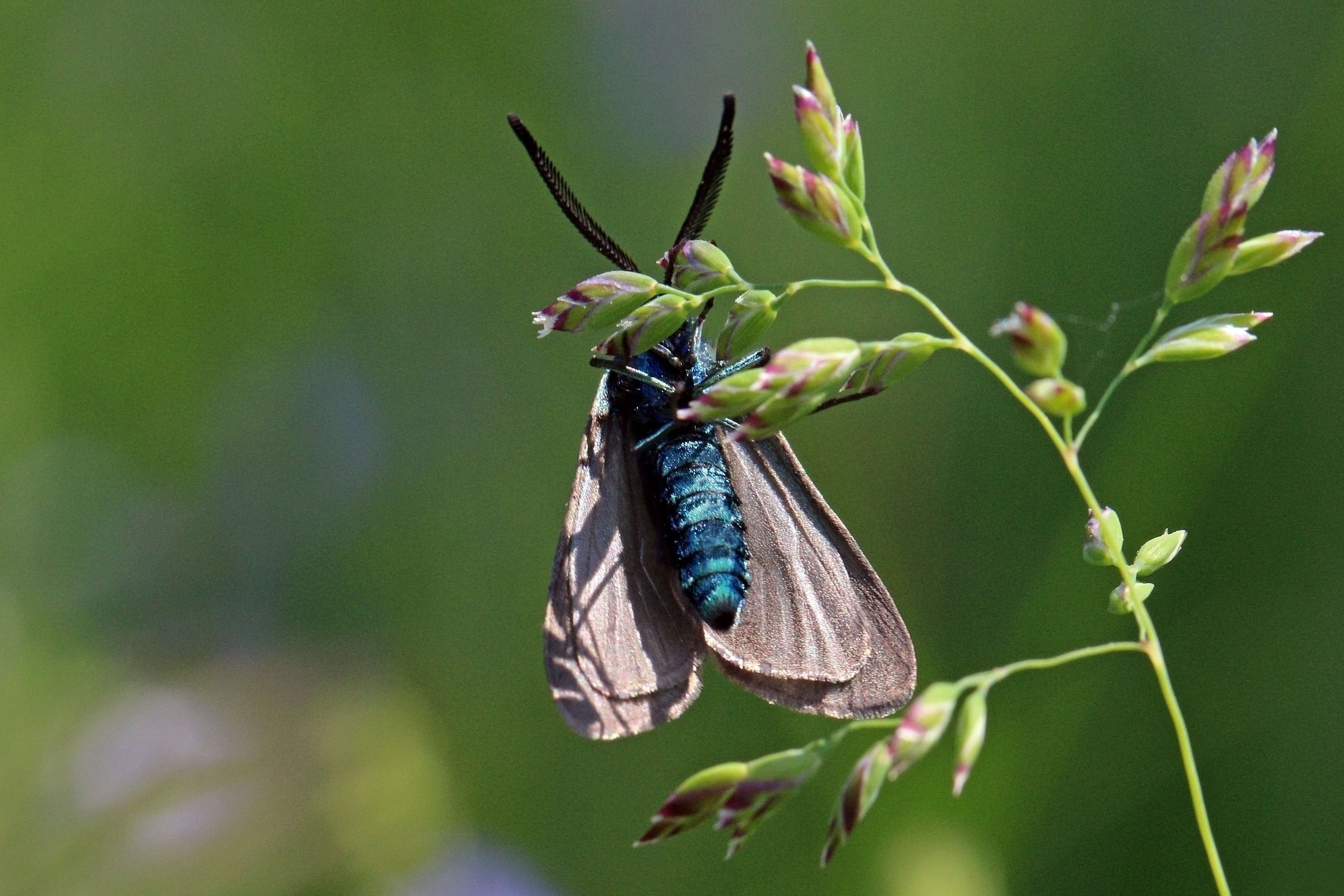 The green forester moth next to a plant. Shared under a CC BY-SA 4.0 license (i.e. credit needed, free to adapt/re-use, including commercial purposes).