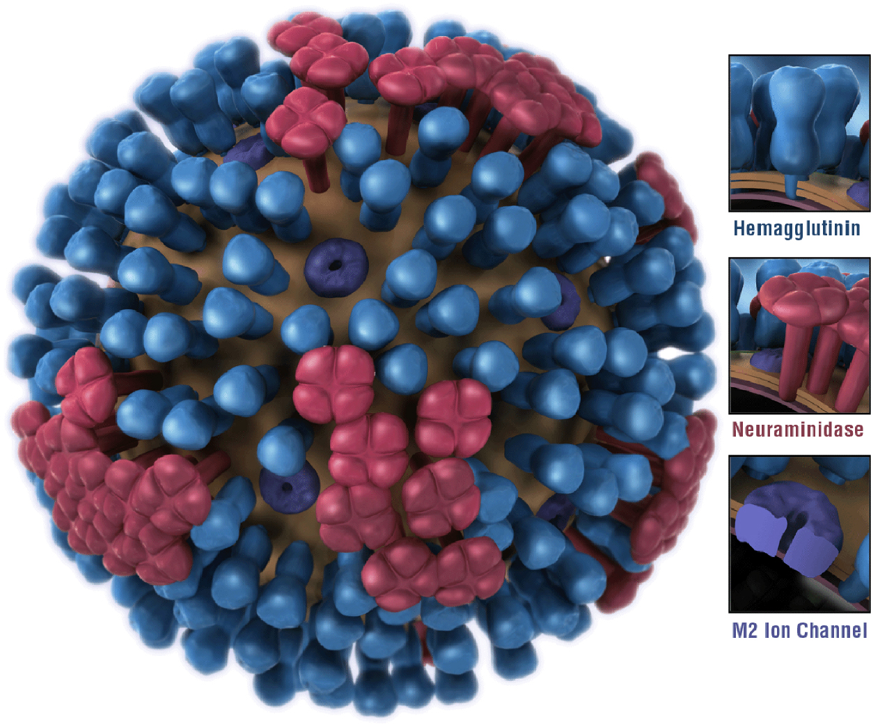 A 3D model of the influenza virus illustrating the proteins exposed on the surface