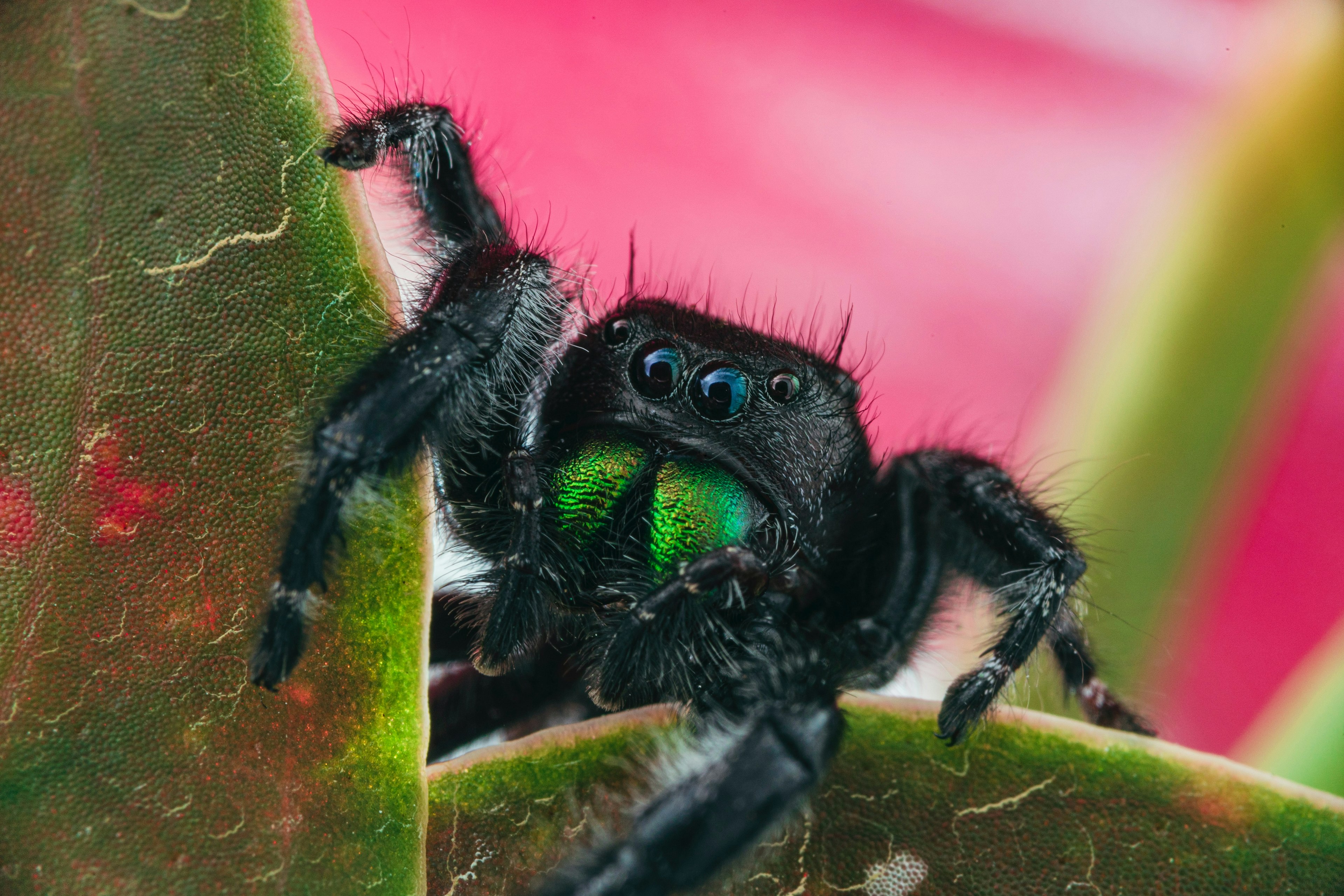 a black male jumping spider peering over some leaves