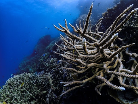 a long branch coral in on a reef in blue water