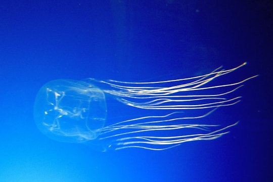 box jellyfish in water