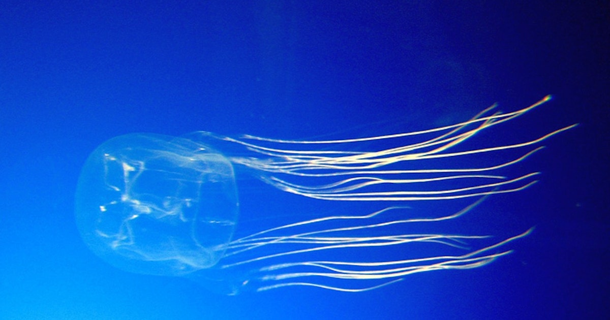 An Antidote To Box Jellyfish Stings May Be On The Horizon