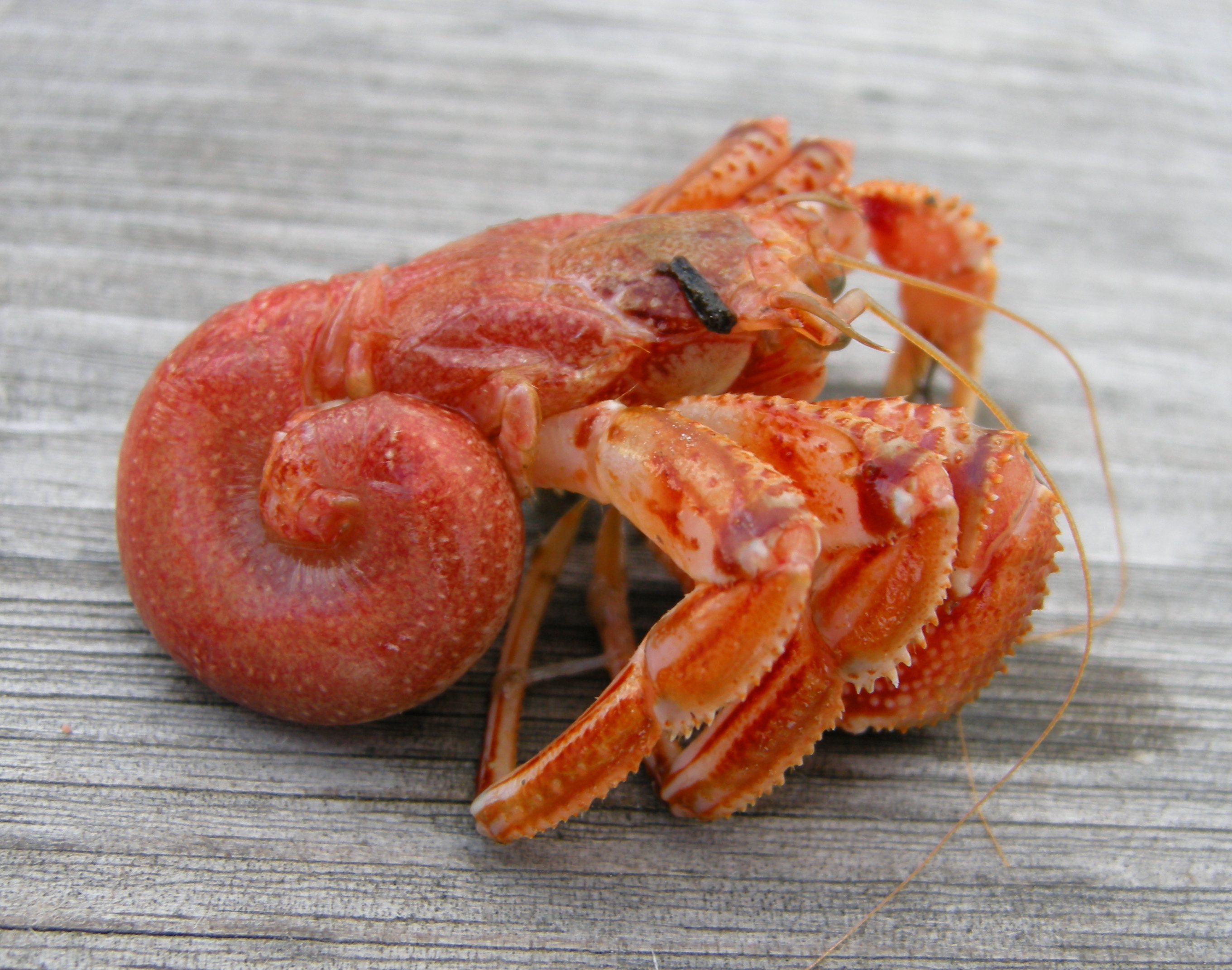 shell-less hermit crab