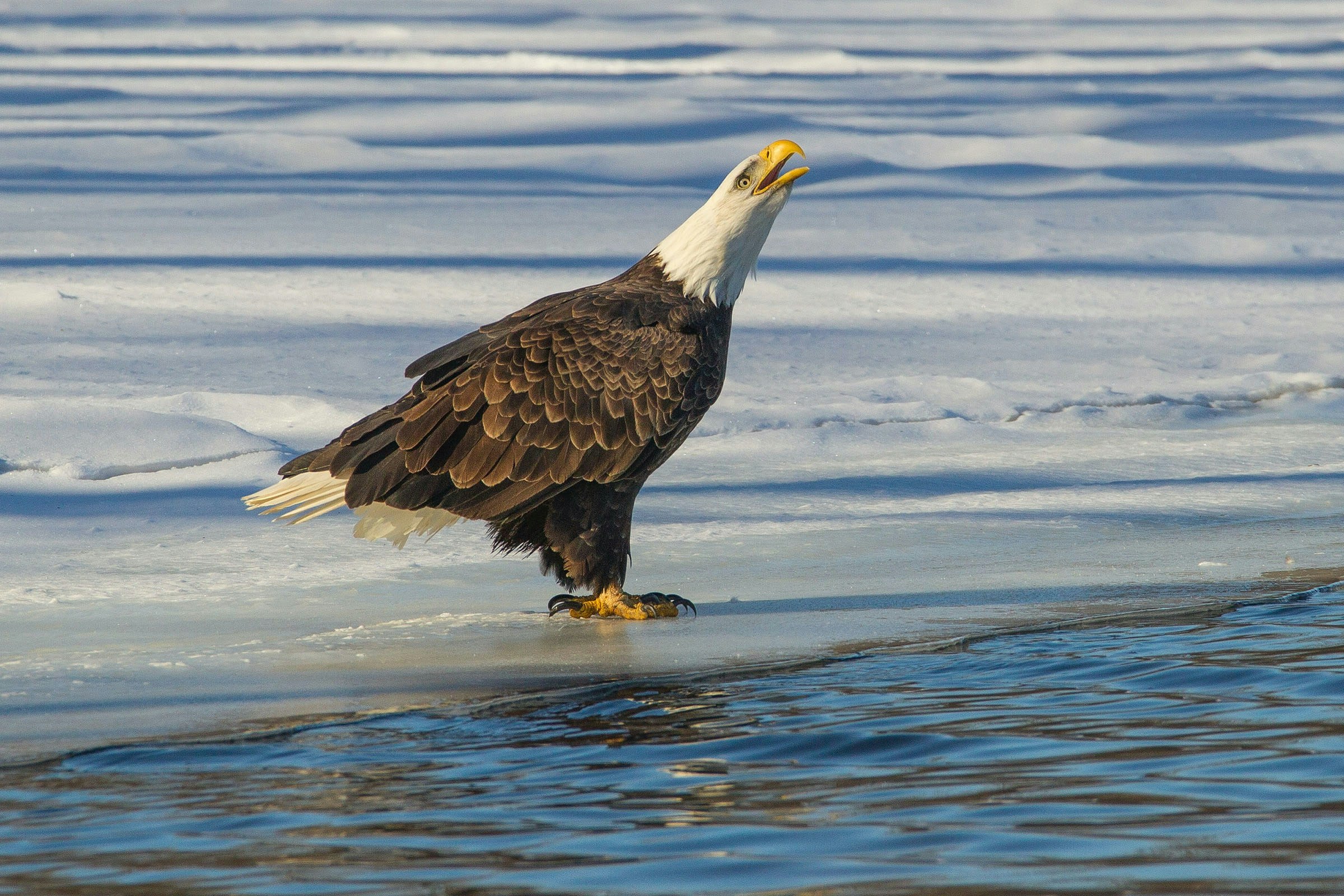 A single bald eagle sits on the ice next to an open body of water in the winter