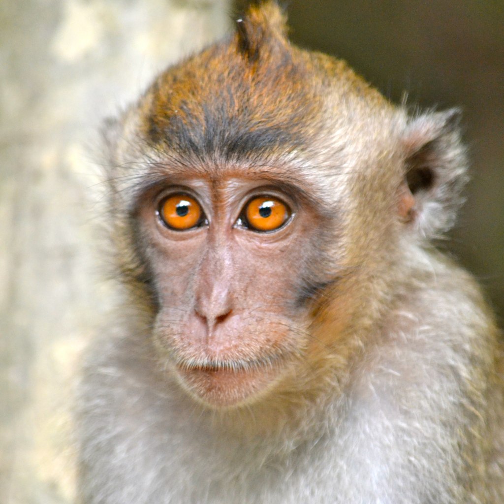 A small macaque with bright orange eyes and pursed lips.