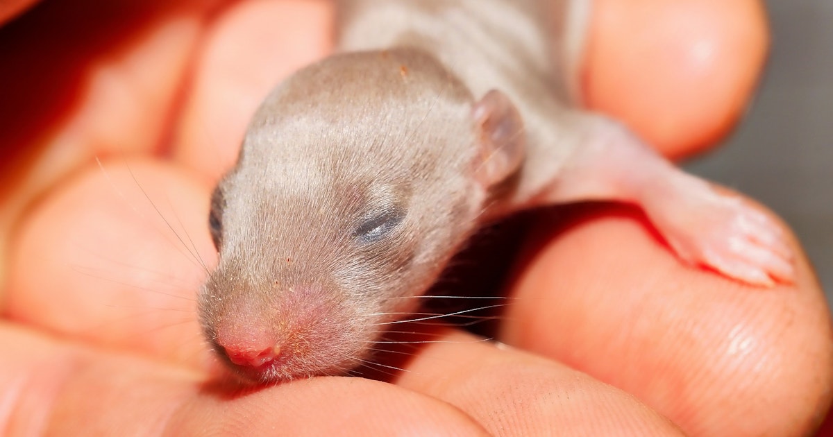 Новорожденные детеныши мыши. Маленькие крысы. Новорождённые крысята.