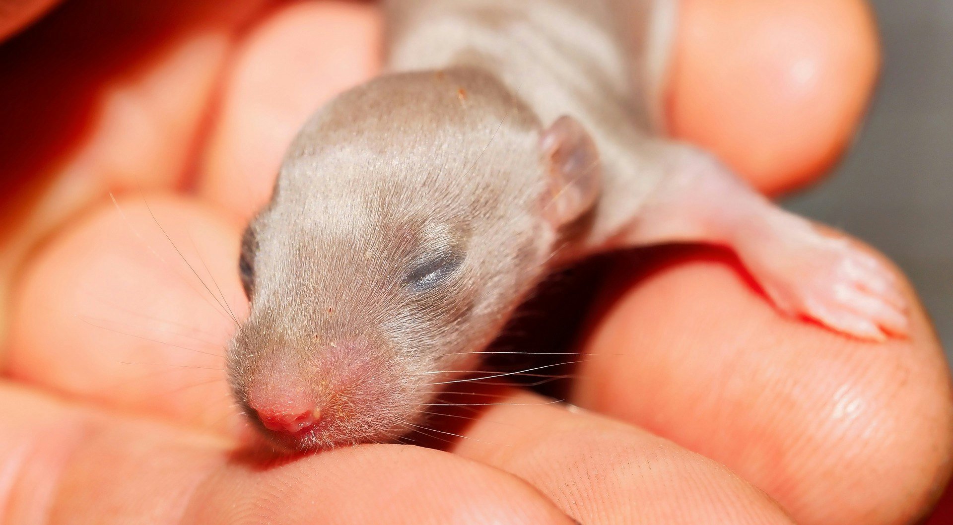 a baby rat with closed eyes in a person's hand