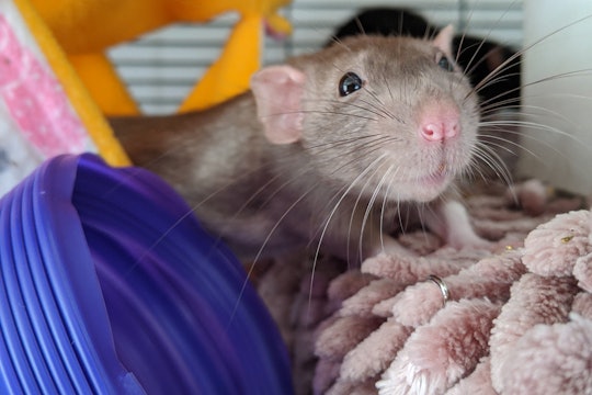 Rat Rat