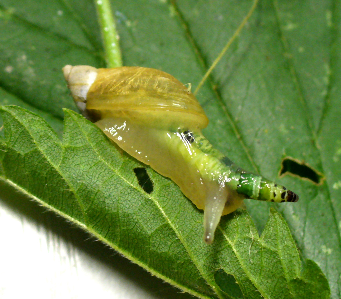 Land snail Succinea putris with Leucochloridium paradoxum inside its left eye stalk
