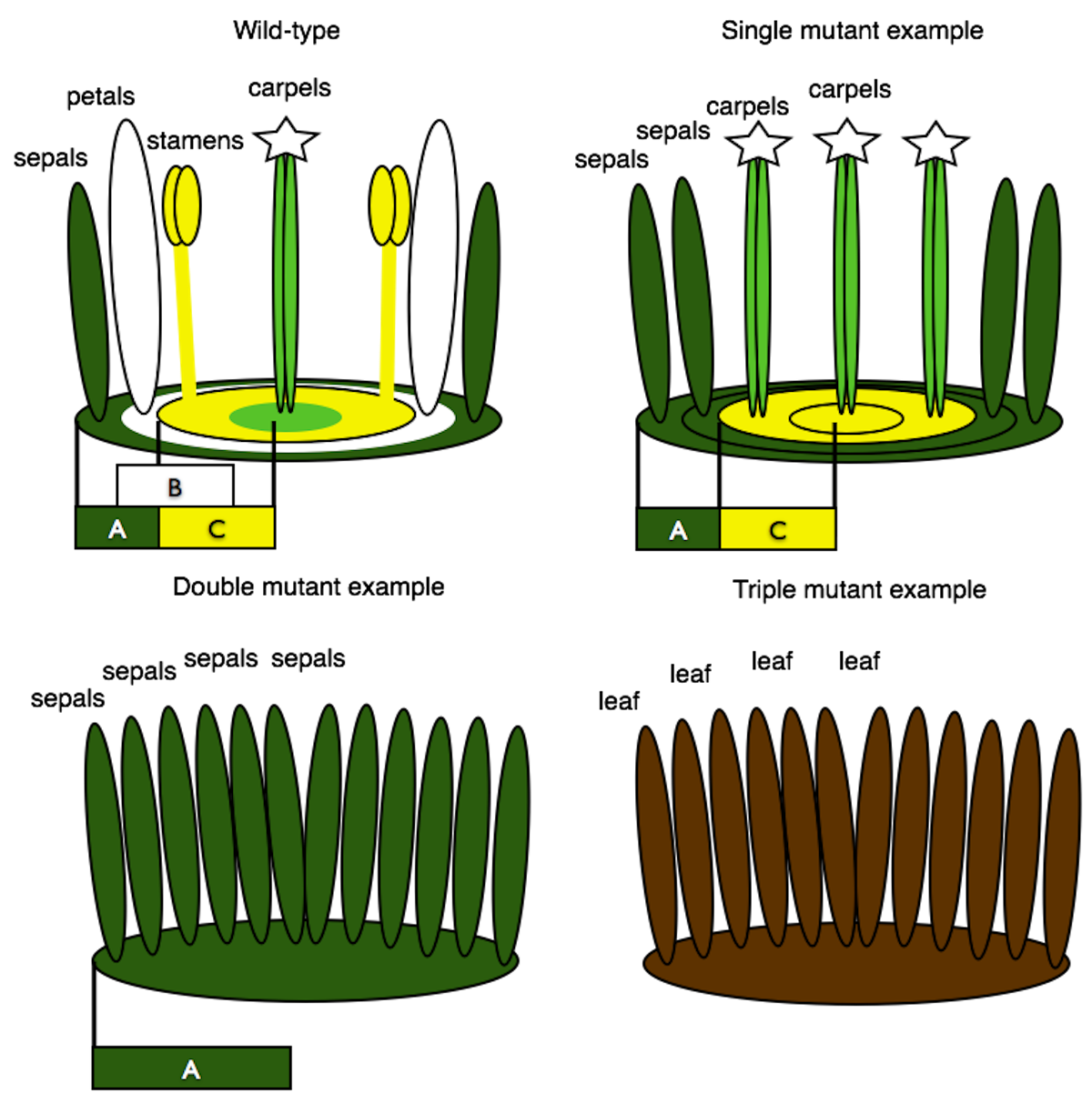 What Kind Of Genes Do Pure Plants Have The Design Interior