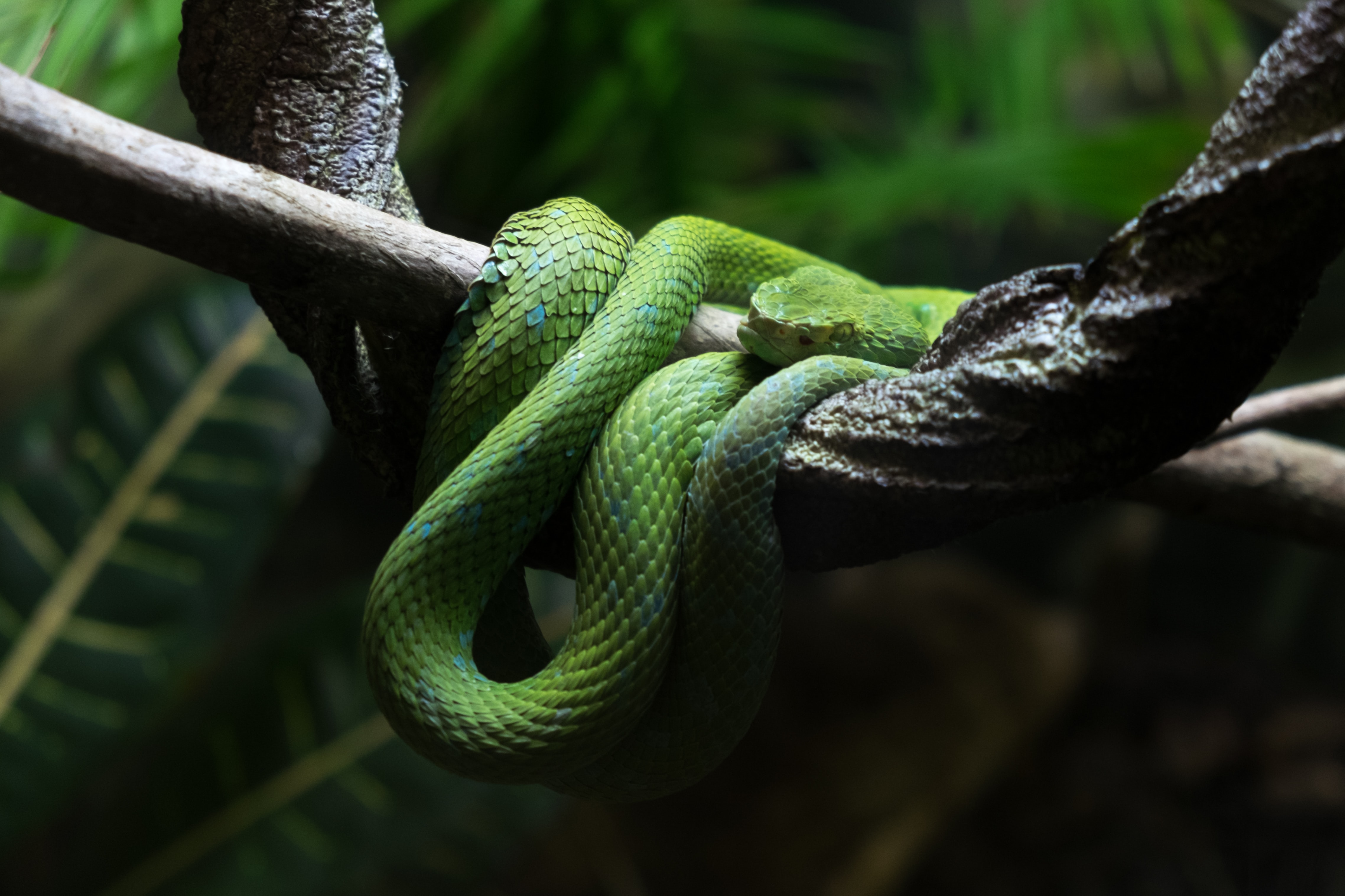 a green snake curled up in a tree