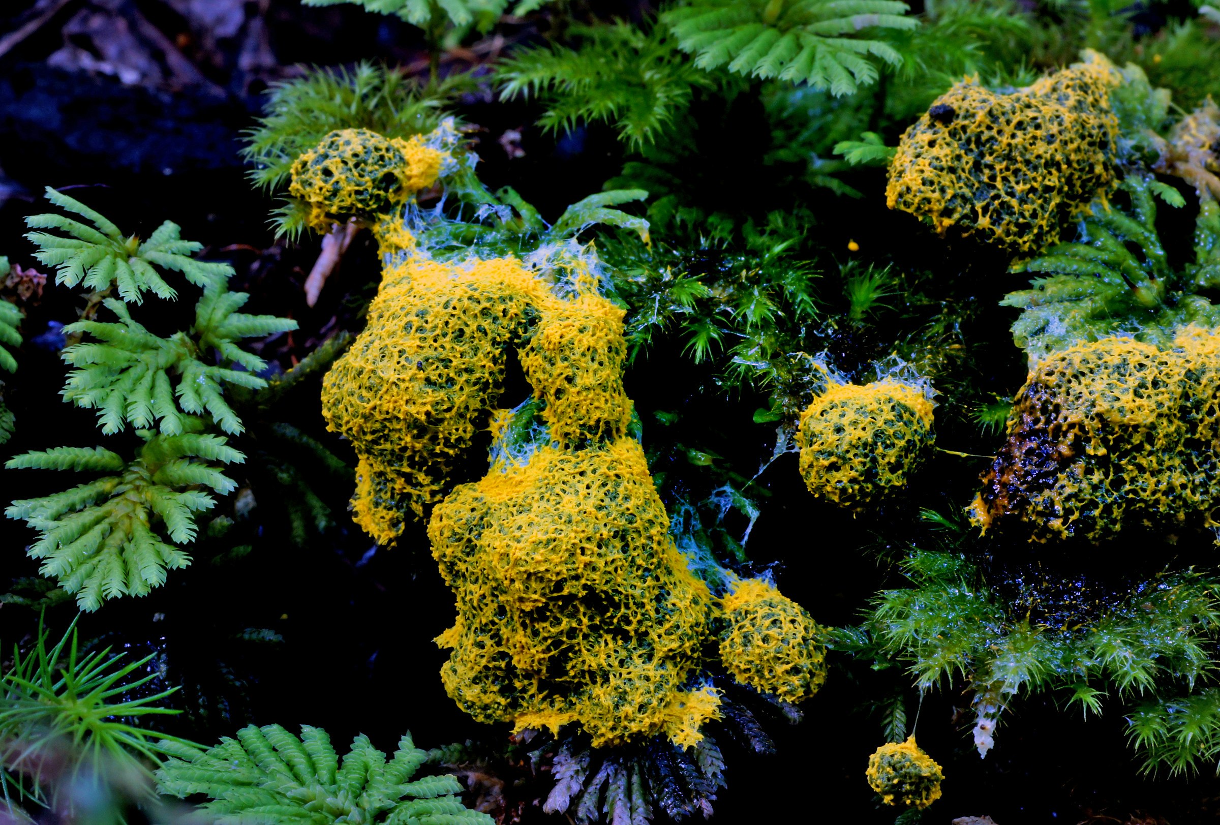 a bright yellow slime mold surrounded by leaves