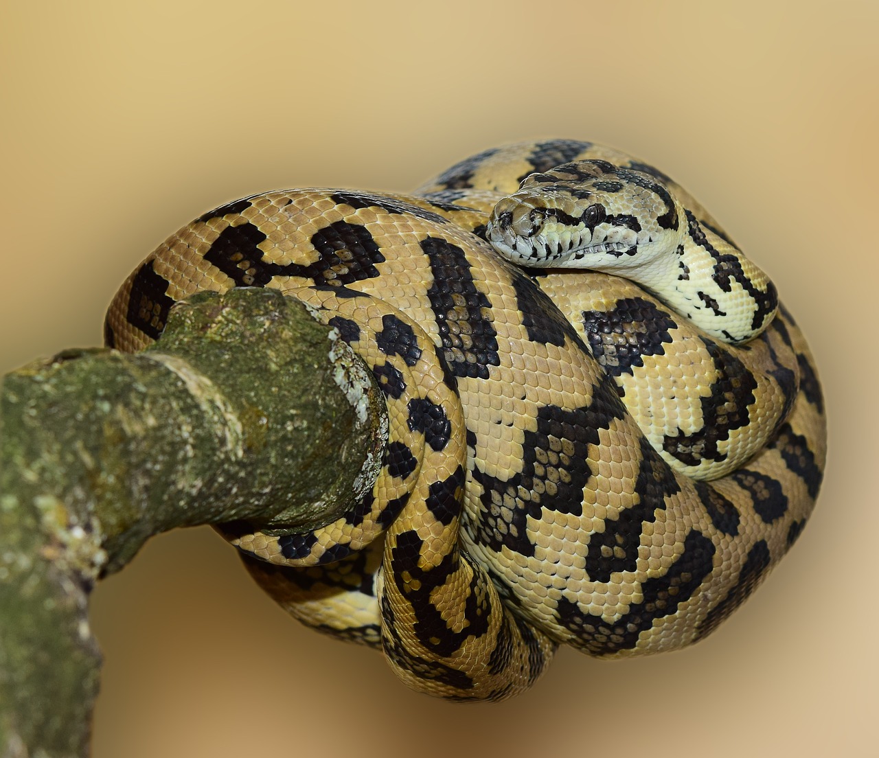 a black and yellow patterned python