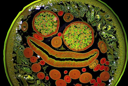 red and green image of the inside of a roundworm, with different cell types in different colors