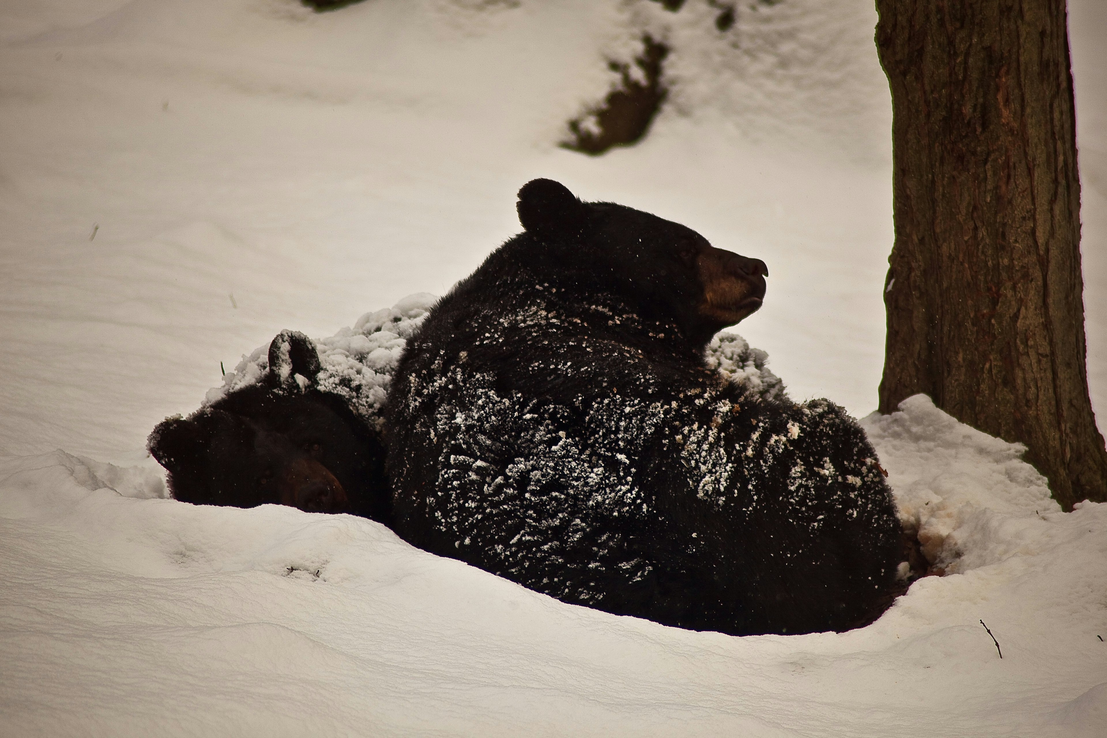 Black bears sleeping in winter