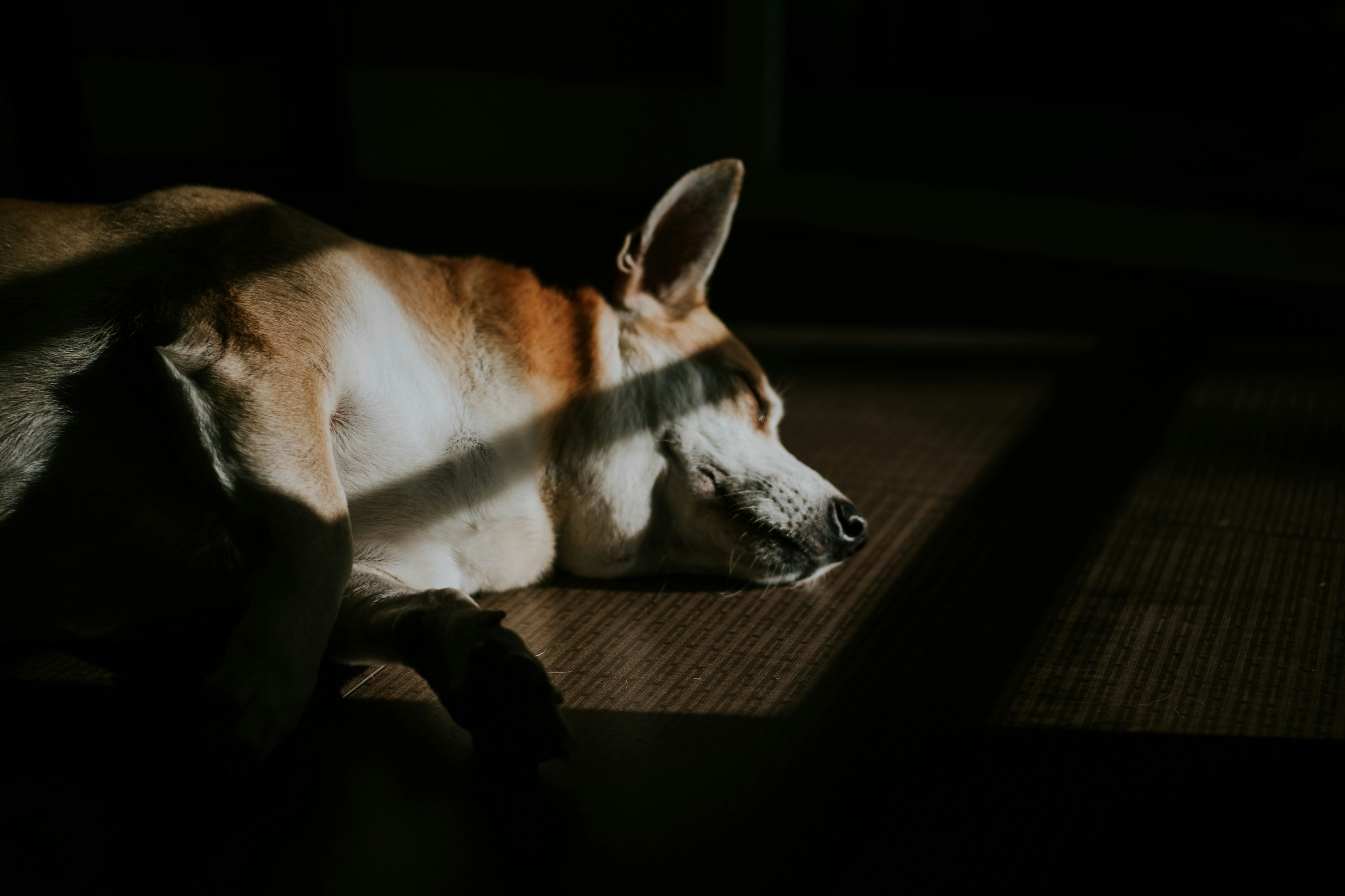 A sleeping dog with sunlight shining on their face.