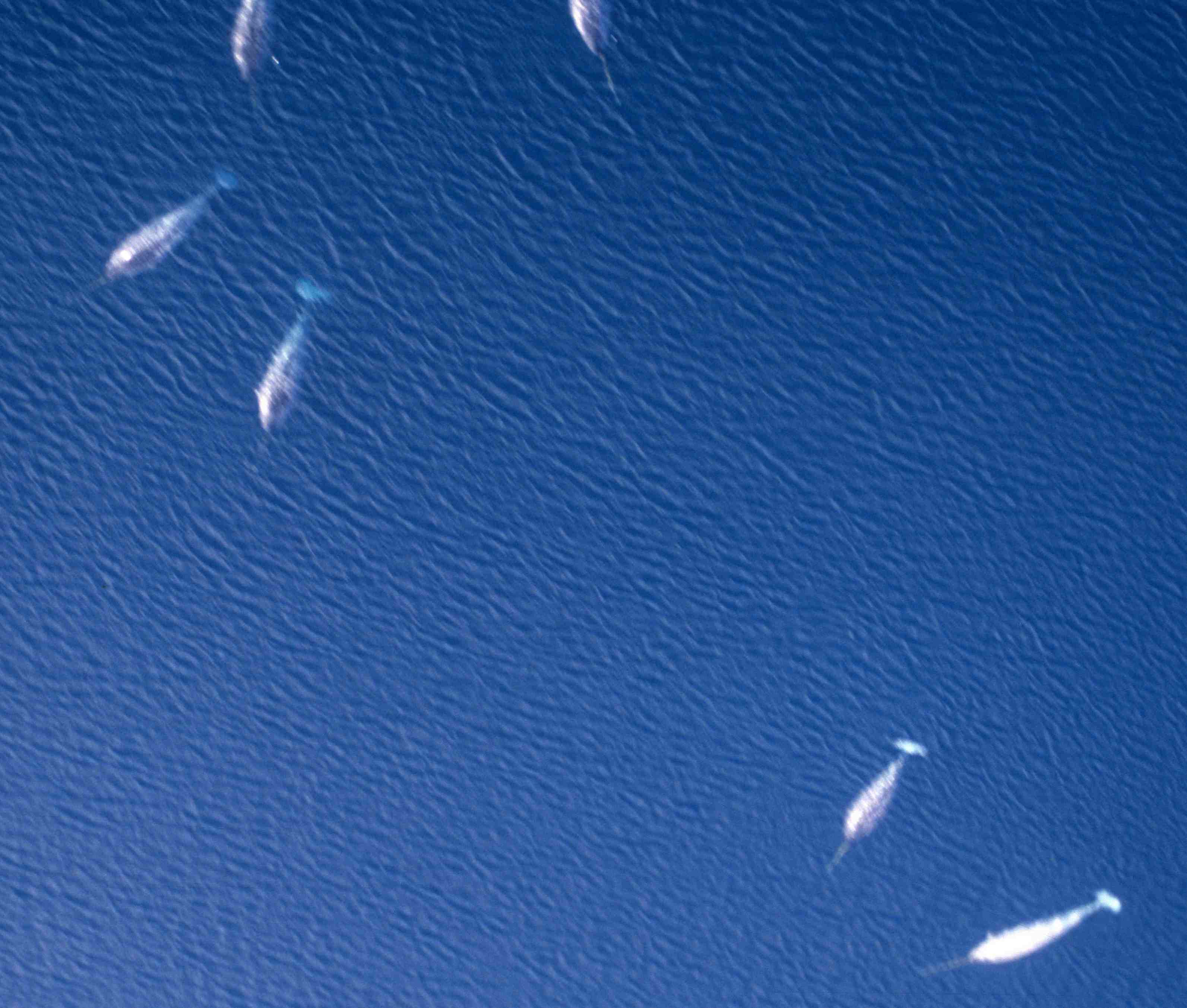 Narwhals in the Creswell Bay (at Somerset Island)