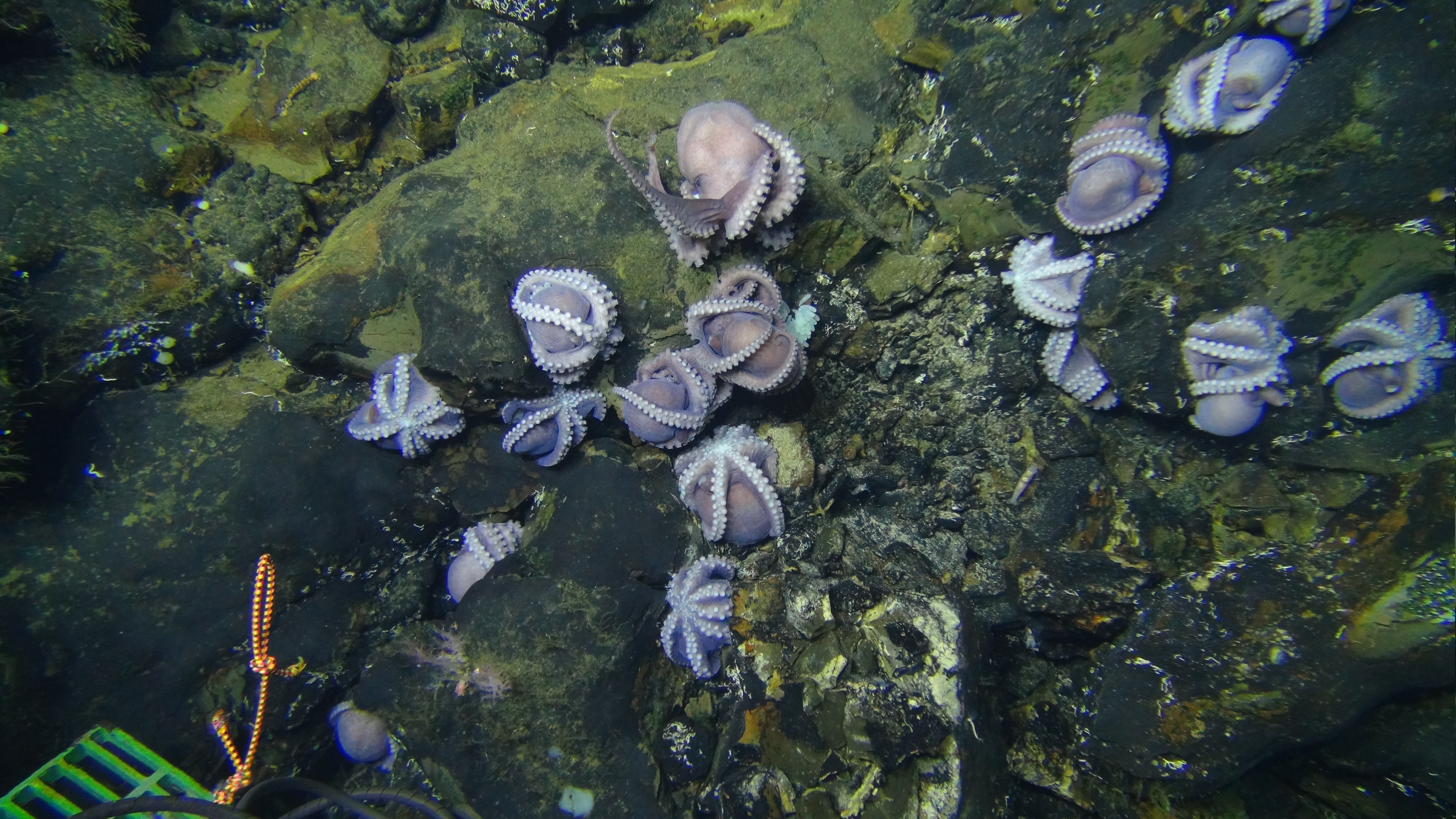 17 small octopuses sitting on a rock at the bottom of the ocean, brooding with their eggs, off the coast of Costa Rica.