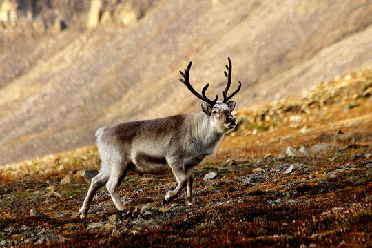 reindeer walking
