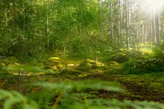 A green forest with light passing through the trees
