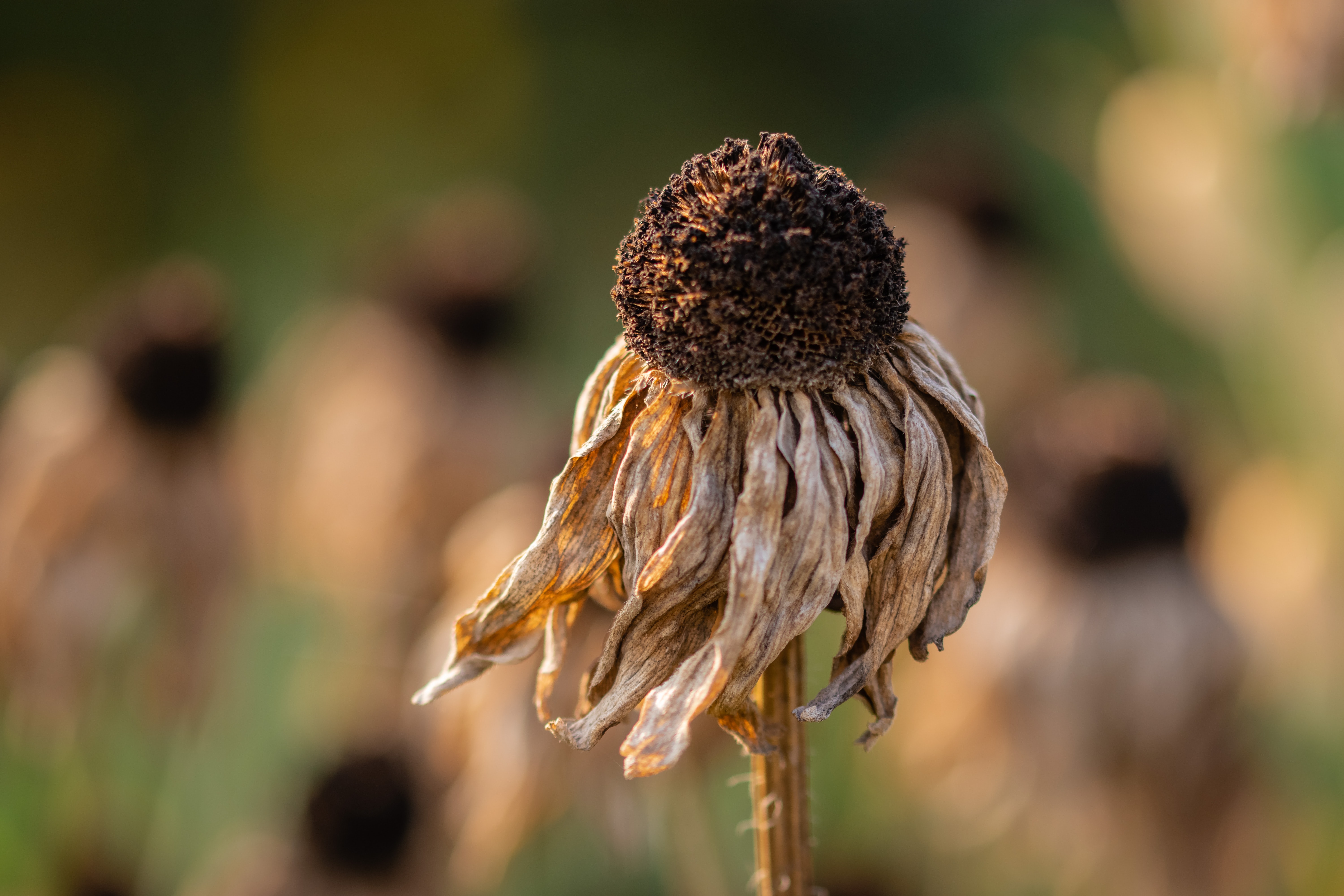 a dry, dead flower