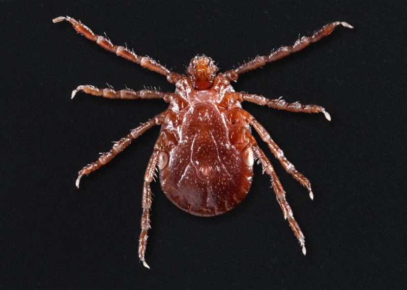 longhorned tick