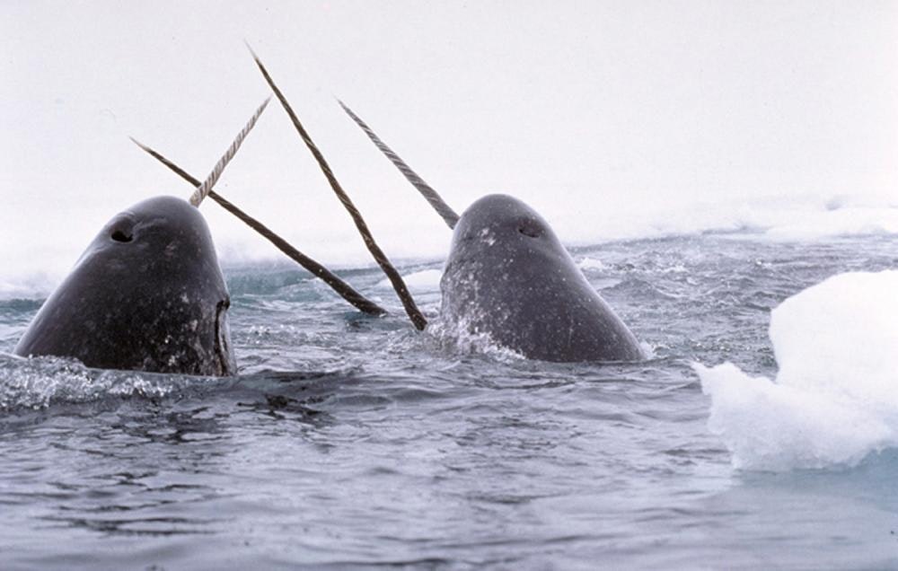 A pod of narwhals emerging from the ice