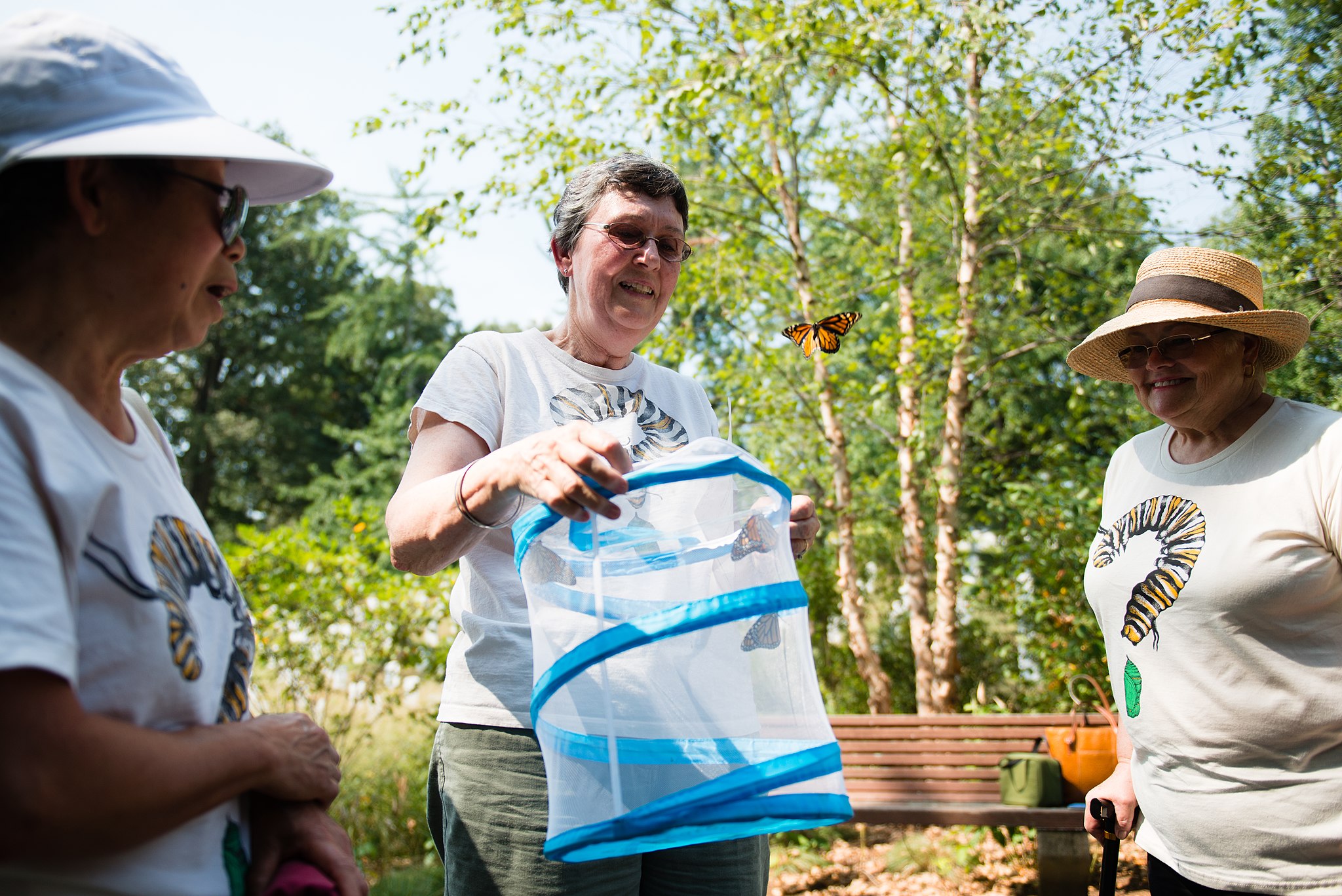 A monarch butterfly released in Arlington National Cemetery by volunteers with Monarch Teacher Network, Sept. 1, 2015, in Arlington, VA