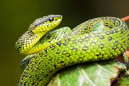 Green snake on branch, cropped to landscape Green snake on branch