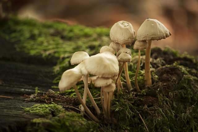 mushrooms on a log