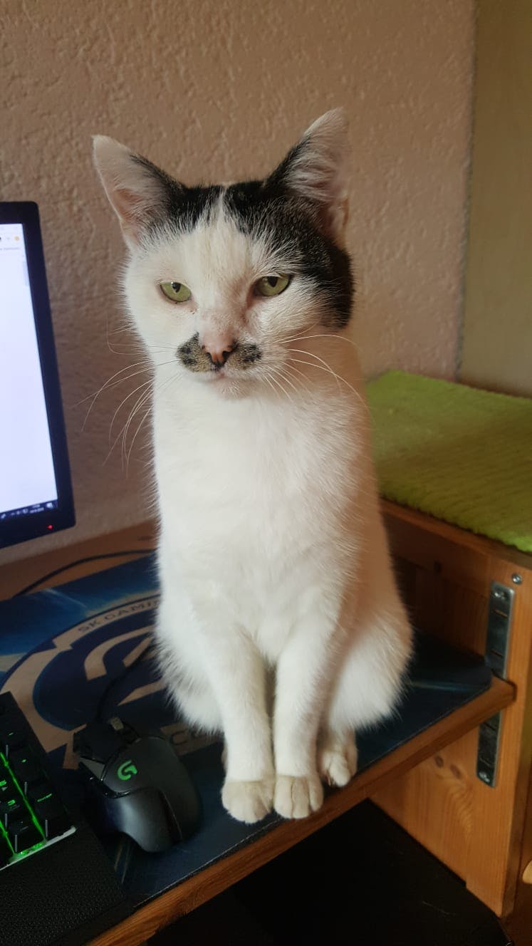 My cat's coat is mostly white with dark tabby patches. What's going on?