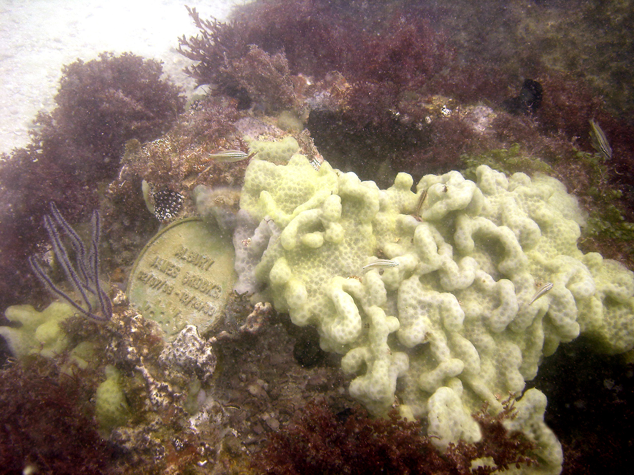 A plaque on a coral burial site