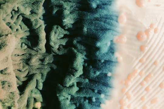 abstract corals a "landscape" of green and blue folds and tan bubbles