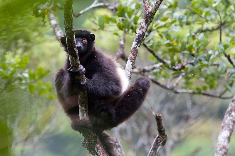 a dark brown lemur perched on a tree branch