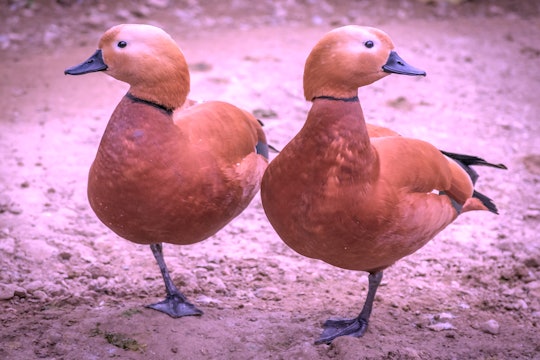 two ducks on one leg looking away from each other