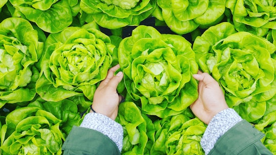 person picking a head of lettuce up from a group of lettuces