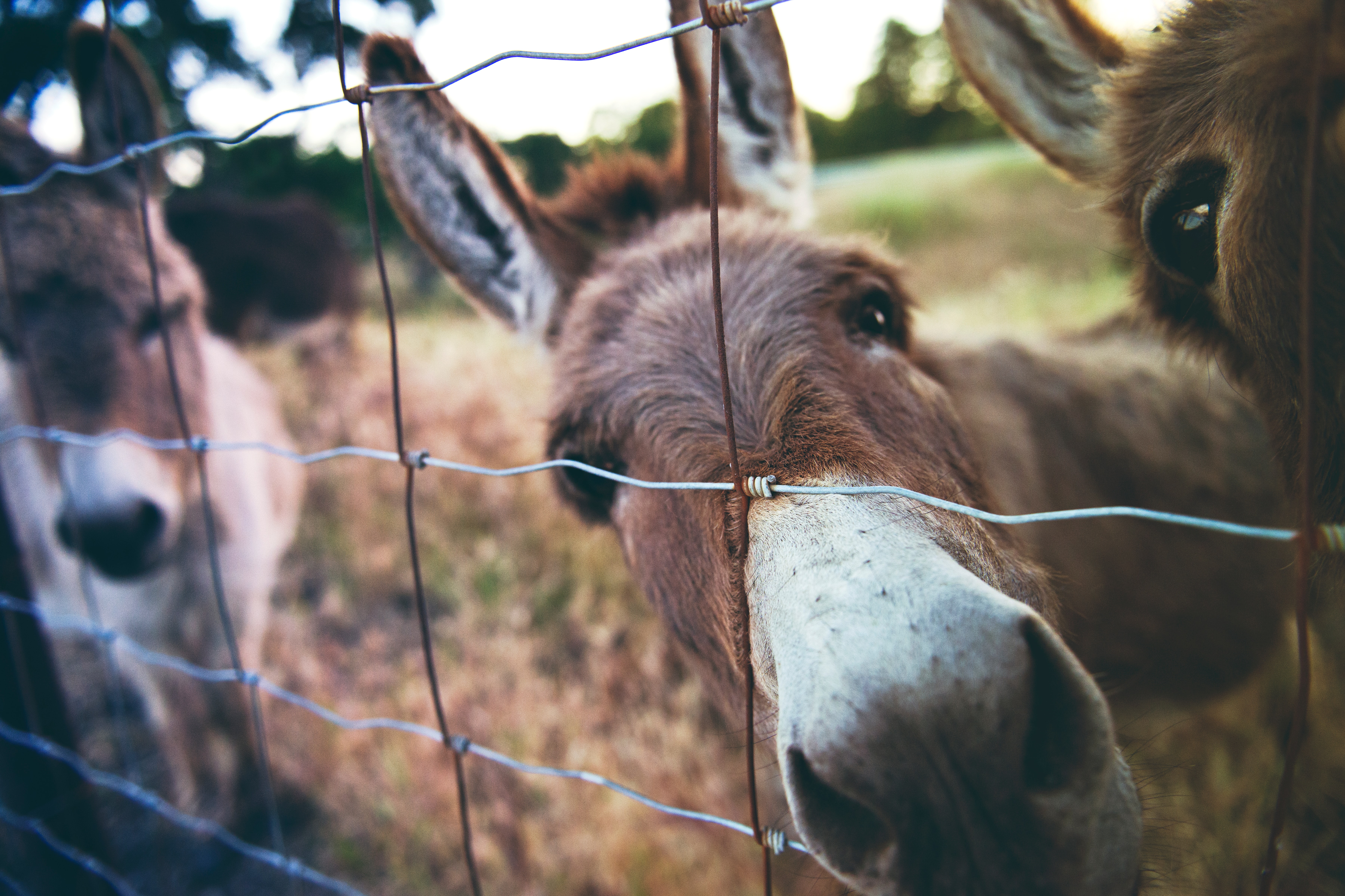 three donkeys looking through a wire fence
