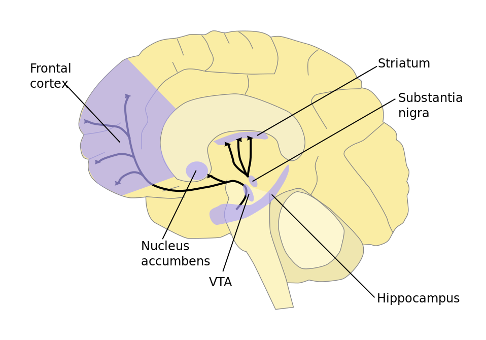 A diagram of a brain in profile showing the location of the Substantia nigra