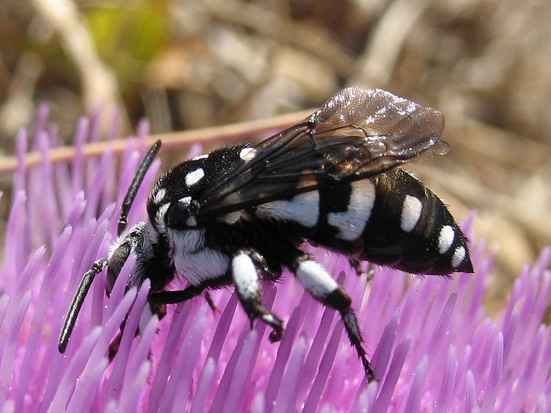 a white and black spotted bee resting on a light purple flower