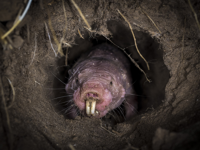A naked mole rat in an underground tunnel. 