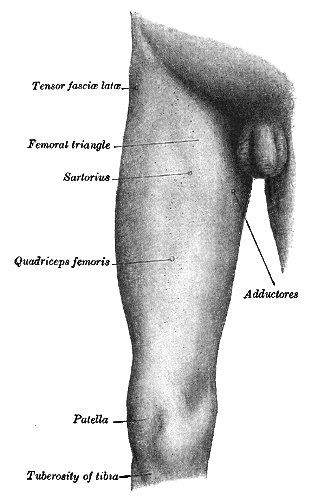 The front of the right thigh of a human, with major muscle groups indicated, including the sartorius on the inside of the leg towards the groin