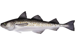 a white fish with dark top and spotted sides