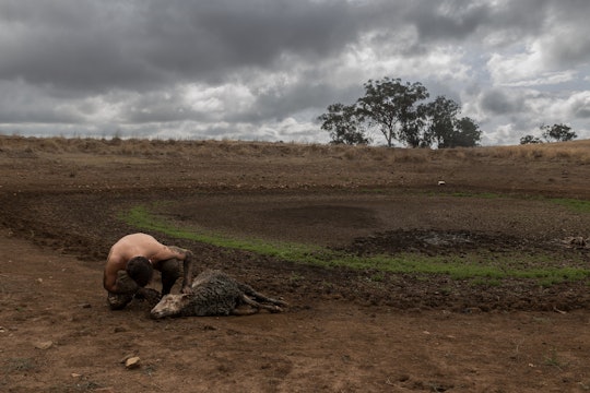 A man examines a sick sheep laying by a dried up pond (the sheep survives).