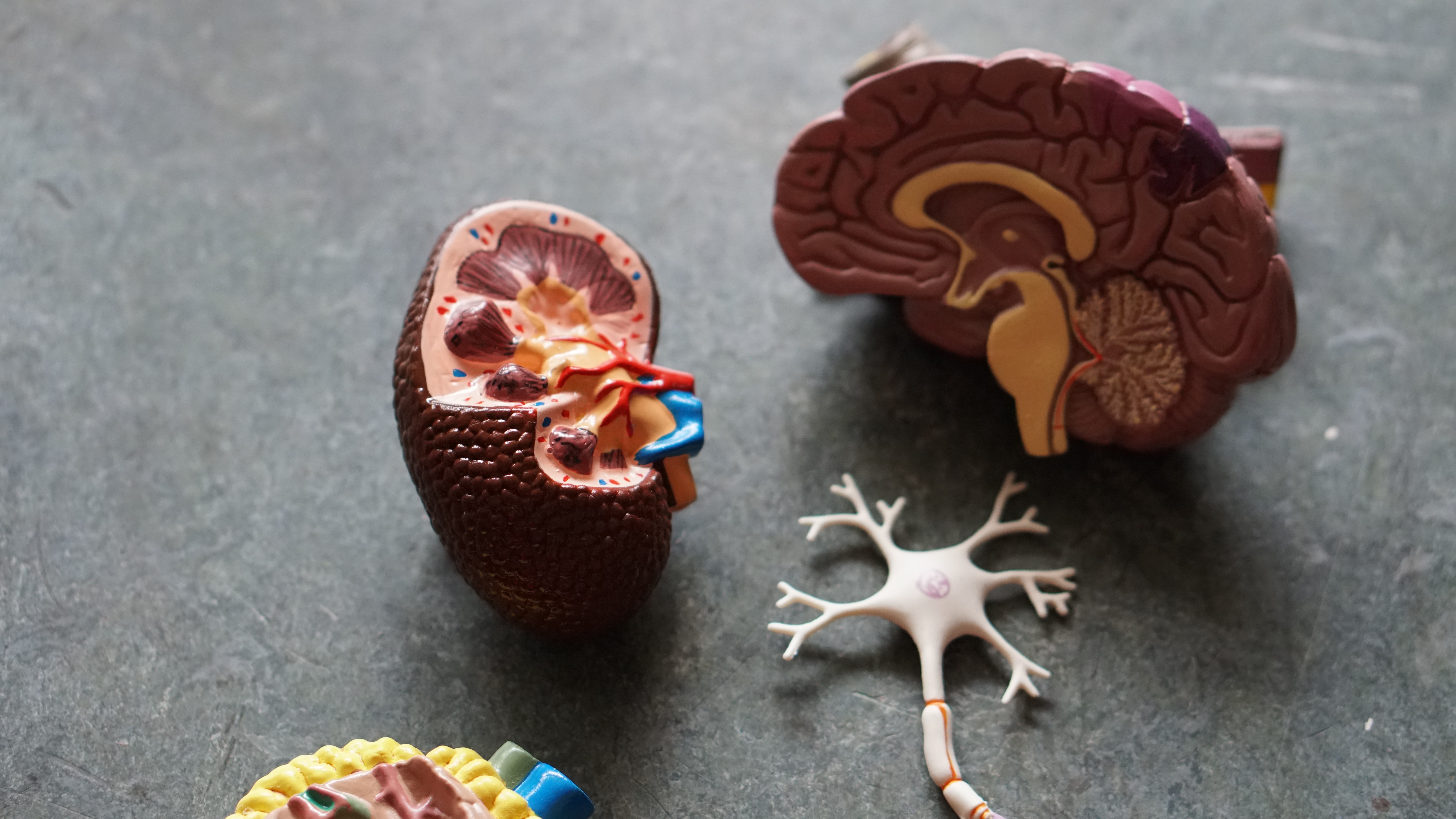 A collection of organ models: kidneys, brain, neurons and more.