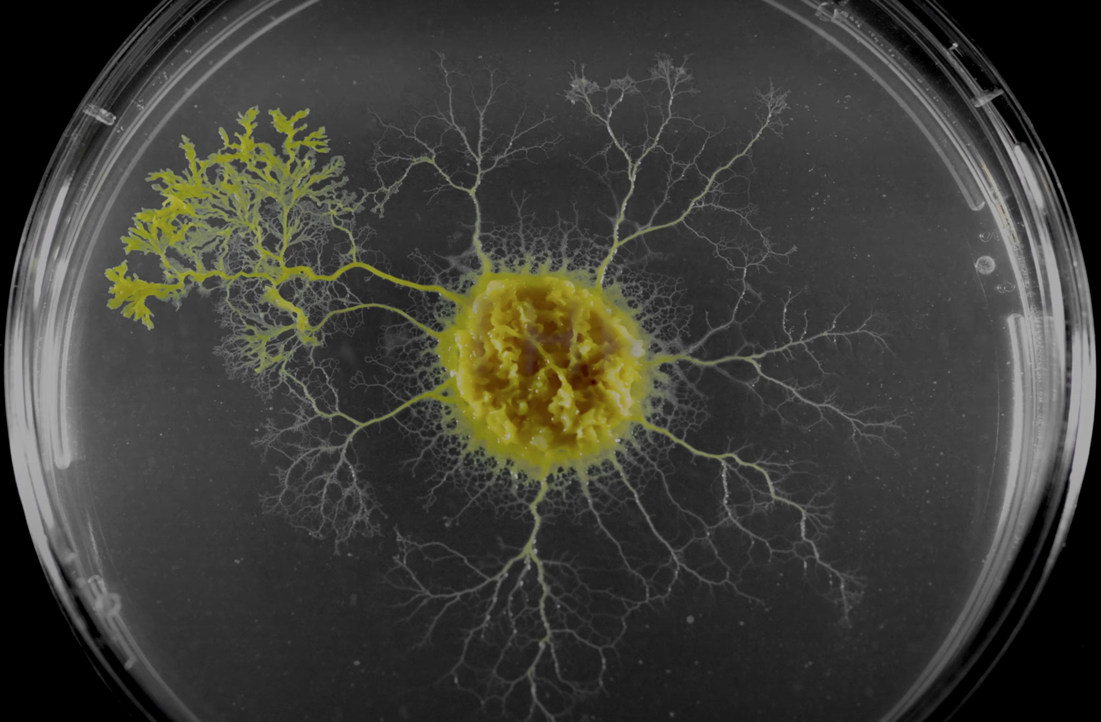A slime mold in a petri dish
