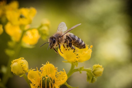 A bee resting on top of a yellow flower
